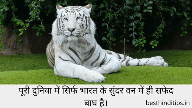 Amazing facts in hindi