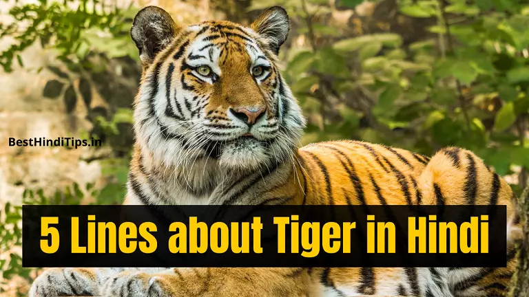 5 lines about tiger in hindi